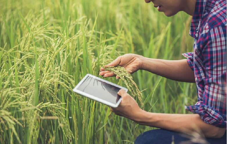 Plant Disease Detection
