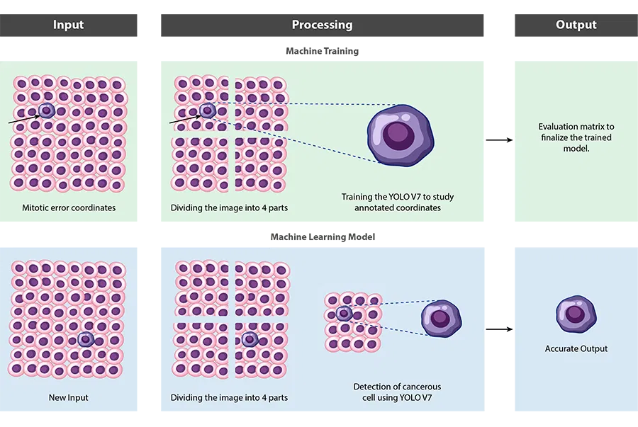Cell Tissue Detection